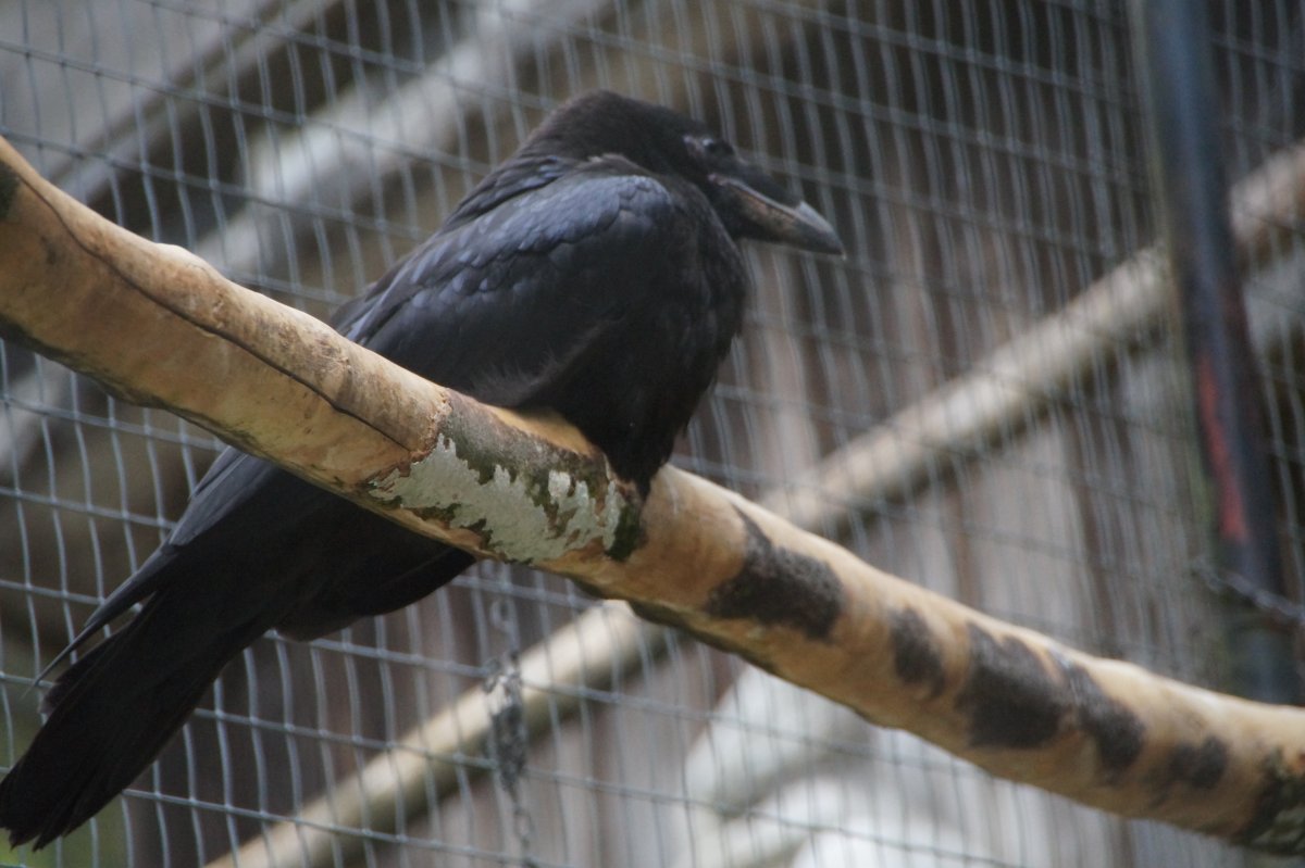 Wildpark 2019